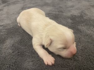 Chloe 1 Woche
